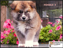 Акита Ину от лиценциран развъдник | Кучета  - Перник - image 2
