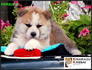 Акита Ину от лиценциран развъдник | Кучета  - Перник - image 3
