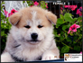Акита Ину от лиценциран развъдник | Кучета  - Перник - image 4