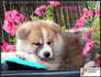 Акита Ину от лиценциран развъдник | Кучета  - Перник - image 5
