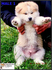 Акита Ину от лиценциран развъдник | Кучета  - Перник - image 6