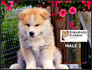 Акита Ину от лиценциран развъдник | Кучета  - Перник - image 7