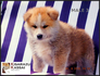 Акита Ину от лиценциран развъдник | Кучета  - Перник - image 8