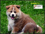 Акита Ину от лиценциран развъдник | Кучета  - Перник - image 9
