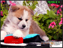 Акита Ину от лиценциран развъдник | Кучета  - Перник - image 12