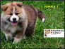 Акита Ину от лиценциран развъдник | Кучета  - Перник - image 13