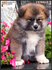 Акита Ину от лиценциран развъдник | Кучета  - Перник - image 14
