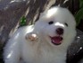 Продавам чистокръвен Самоед | Кучета  - Велико Търново - image 4