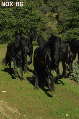 Добре обучени коне (Моли и Холи) Frisians за осиновяване. | Коне | Монтана