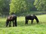 Добре обучени коне (Моли и Холи) Frisians за осиновяване. | Коне  - Монтана - image 1