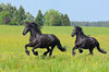 Добре обучени коне (Моли и Холи) Frisians за осиновяване. | Коне  - Монтана - image 2