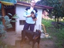 Добермани на 1 месец - черни и едри | Кучета  - Пазарджик - image 3