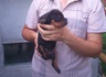 Добермани на 1 месец - черни и едри | Кучета  - Пазарджик - image 4