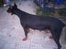 Добермани на 1 месец - черни и едри | Кучета  - Пазарджик - image 5