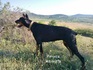 Добермани на 1 месец - черни и едри | Кучета  - Пазарджик - image 7