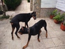 Добермани на 1 месец - черни и едри | Кучета  - Пазарджик - image 9