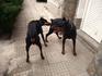 Добермани на 1 месец - черни и едри | Кучета  - Пазарджик - image 10