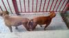 Продавам малки кученца Питбул реднос | Кучета  - Стара Загора - image 3