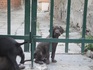Кафяв чист мъжки КУРЦХААР на два месеца | Кучета  - Пловдив - image 1