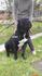 Кане Корсо с родословие | Кучета  - Русе - image 8