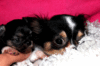Уникално женско мини Чихуахуа/Реални Снимки/ | Кучета  - Кърджали - image 2