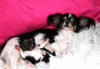Уникално женско мини Чихуахуа/Реални Снимки/ | Кучета  - Кърджали - image 1