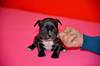 Френски булдочета си търсят грижовни стопани | Кучета  - Сливен - image 4