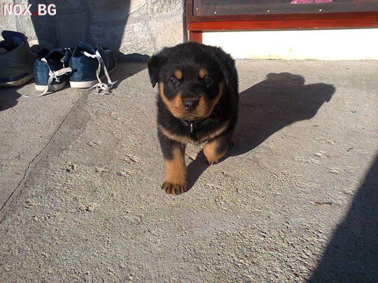 Продавам ротвайлер на 45 дни | Кучета | Пловдив