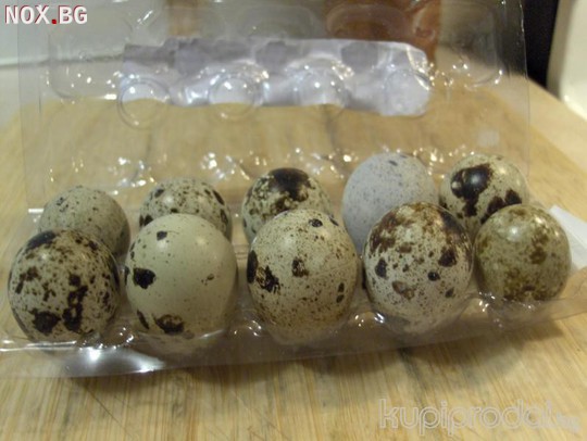 Продавам оплодени яйца от пъдпъдъци | Птици | Пловдив