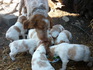 Продавам бретон шпаньоли | Кучета  - Монтана - image 3