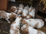 Продавам бретон шпаньоли | Кучета  - Монтана - image 6