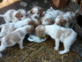 Продавам бретон шпаньоли | Кучета  - Монтана - image 7