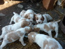 Продавам бретон шпаньоли | Кучета  - Монтана - image 9