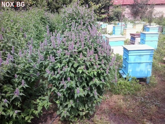 Медоносно растение - ЛОФАНТ (за пчели) | Други | София-град