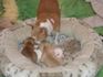 Чихуахуа - малки и сладки | Кучета  - Габрово - image 2