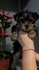 Йоркширски териер момиченце в продажба | Кучета  - Сливен - image 5