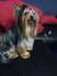 Йоркширски териер момиченце в продажба | Кучета  - Сливен - image 8