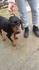 Продавам чистокръвно лудогорско гонче о | Кучета  - Велико Търново - image 8