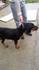 Продавам чистокръвно лудогорско гонче о | Кучета  - Велико Търново - image 6