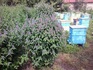 Лофант семена  (медоносно растение за пчели) | Паяци и Насекоми  - София-град - image 0