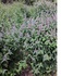 Лофант семена  (медоносно растение за пчели) | Паяци и Насекоми  - София-град - image 1