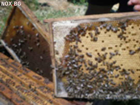 Плодникови пчелни пластмасови основи | Други Любимци | Бургас