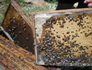 Плодникови пчелни пластмасови основи | Други Любимци  - Бургас - image 0