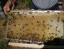 Плодникови пчелни пластмасови основи | Други Любимци  - Бургас - image 1