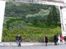 Вертикално, хоризонтално и покривно озеленяване от Лилия | Озеленяване  - София-град - image 9