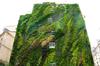 Вертикално, хоризонтално и покривно озеленяване от Лилия | Озеленяване  - София-град - image 10