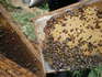Пчелни многокорпусни (ЛР) пластмасови полуизградени основи | Аксесоари  - Бургас - image 1
