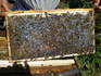 Пчелни многокорпусни (ЛР) пластмасови полуизградени основи | Аксесоари  - Бургас - image 2