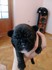Продавам френски булдог | Кучета  - Перник - image 1
