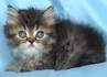Класическо персийско котенце | Котки  - София-град - image 1